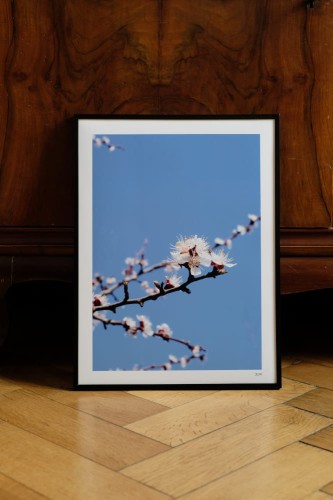 Plakat Kwiaty jabłoni.jpg