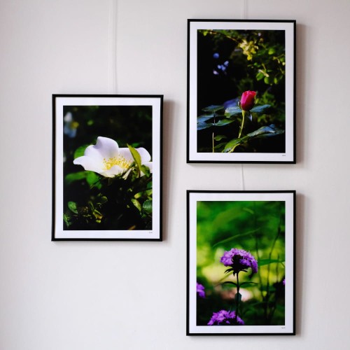 Plakat Dzika róża_Plakat  Róża_Plakat Goździk.jpg