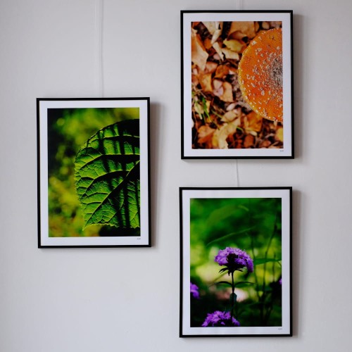 Plakat Goździk_Plakat Muchomor_Plakat Lipa.jpg