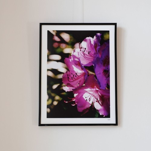 Plakat Różanecznik.jpg