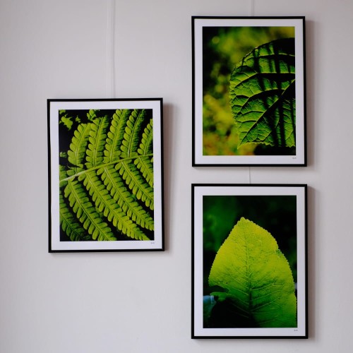 Plakaty Lipa_Paproć_Chrzan.jpg