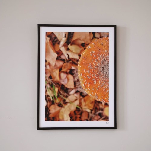 Plakat Muchomor.jpg